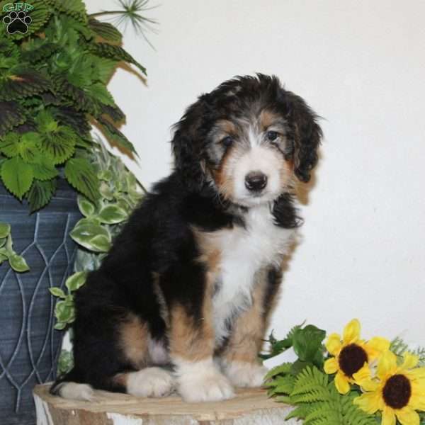 Skittles, Bernedoodle Puppy